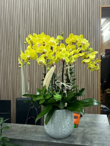 shop hoa lan ho diep ba ria