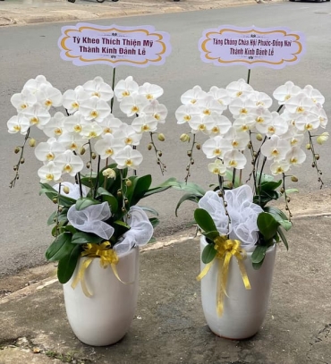 shop hoa lan ho diep phu my