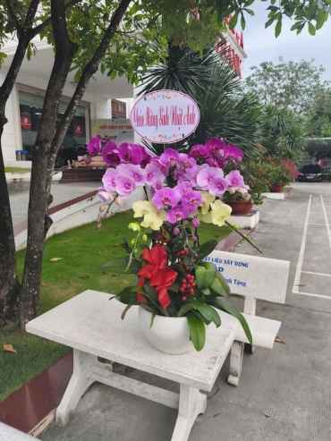 shop hoa lan ho diep xuyen moc