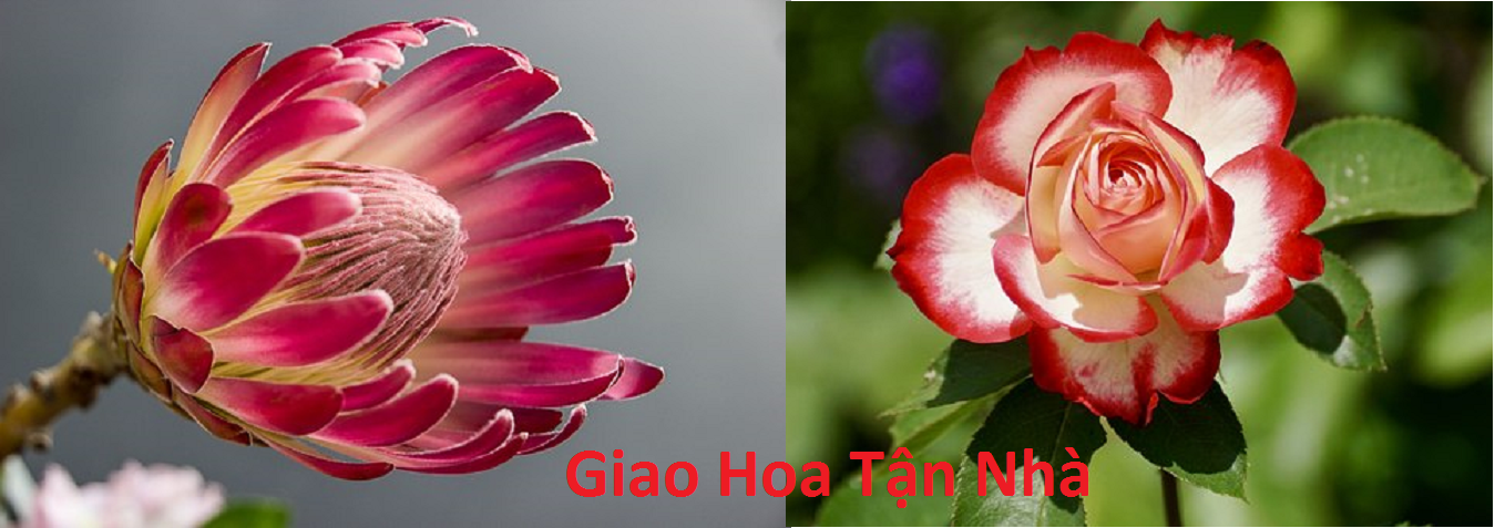 Banner quảng cáo